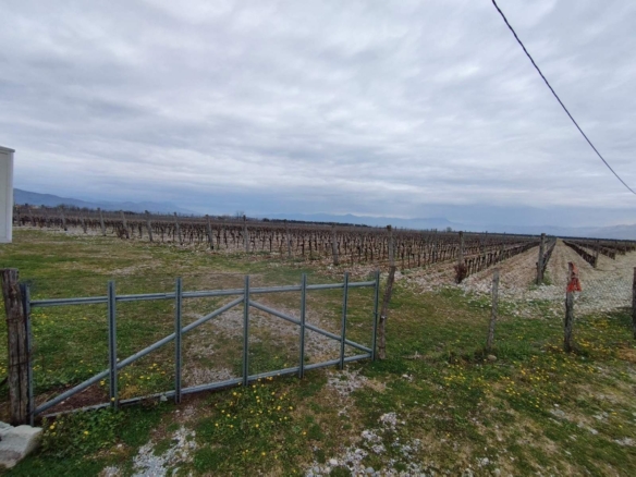 25,000m2 Zemljišta s kućom i vinogradom, Podgorica
