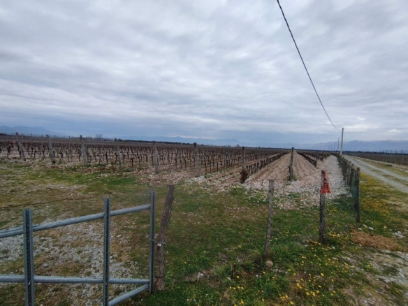 Plac sa vinogradom i kućom, Podgorica — fotografija 2