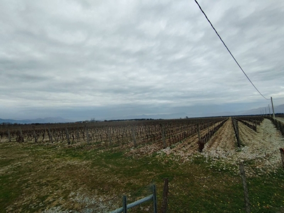 Plac sa vinogradom i kućom, Podgorica — fotografija 3