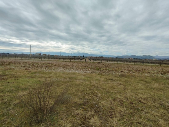 Plac sa vinogradom i kućom, Podgorica — fotografija 4