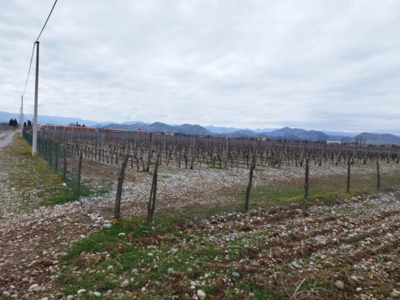 Plac sa vinogradom i kućom, Podgorica — fotografija 6