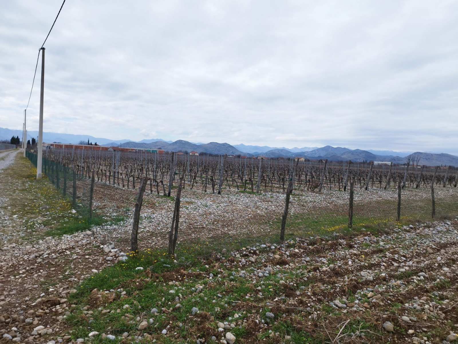 2d8c96e0-6bc7-4072-81f8-9c25630c24fa Plac sa vinogradom i kućom, Podgorica — fotografija 6