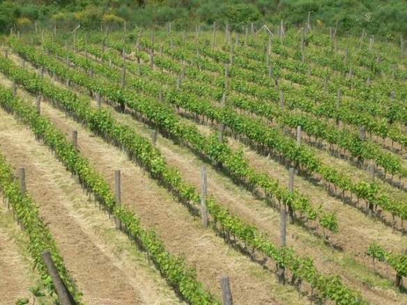 Plac 83.000 m² – Radanovići, Kotor — fotografija 2