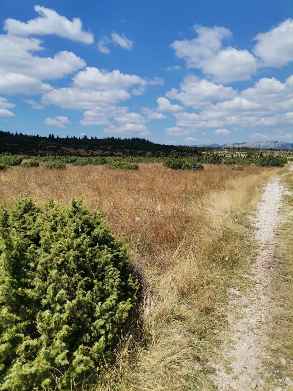 Plac od 36.000 m² kod Žabljaka uz magistralni put