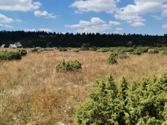 Plac od 36.000 m² kod Žabljaka uz magistralni put — fotografija 2