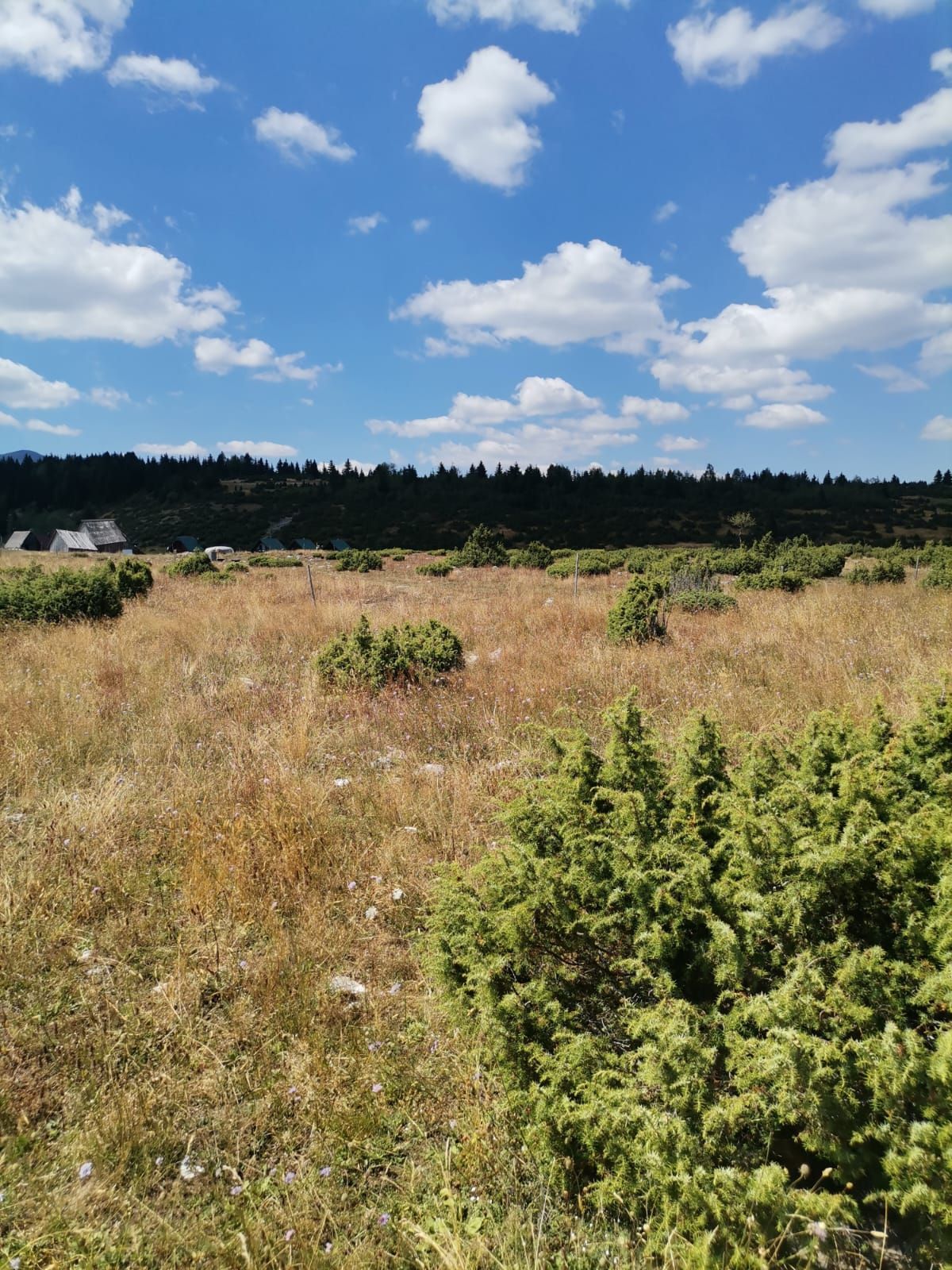 Plac od 36.000 m² kod Žabljaka uz magistralni put — fotografija 2
