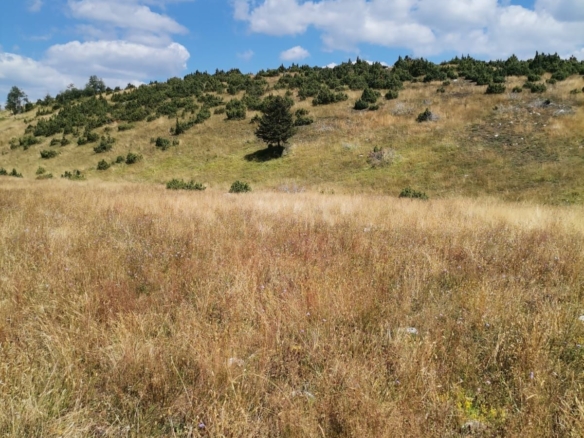 Plac od 36.000 m² kod Žabljaka uz magistralni put — fotografija 5