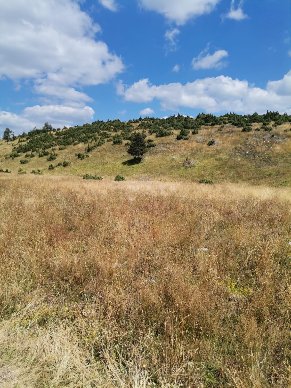 Plac od 36.000 m² kod Žabljaka uz magistralni put — fotografija 5