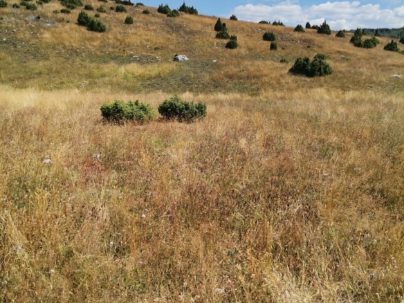 Plac od 36.000 m² kod Žabljaka uz magistralni put — fotografija 6