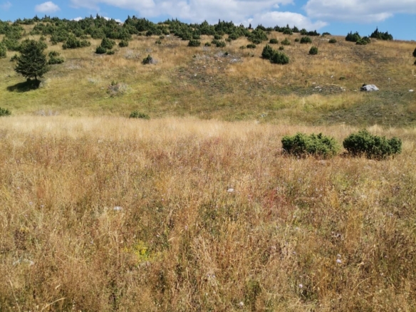 Plac od 36.000 m² kod Žabljaka uz magistralni put — fotografija 7