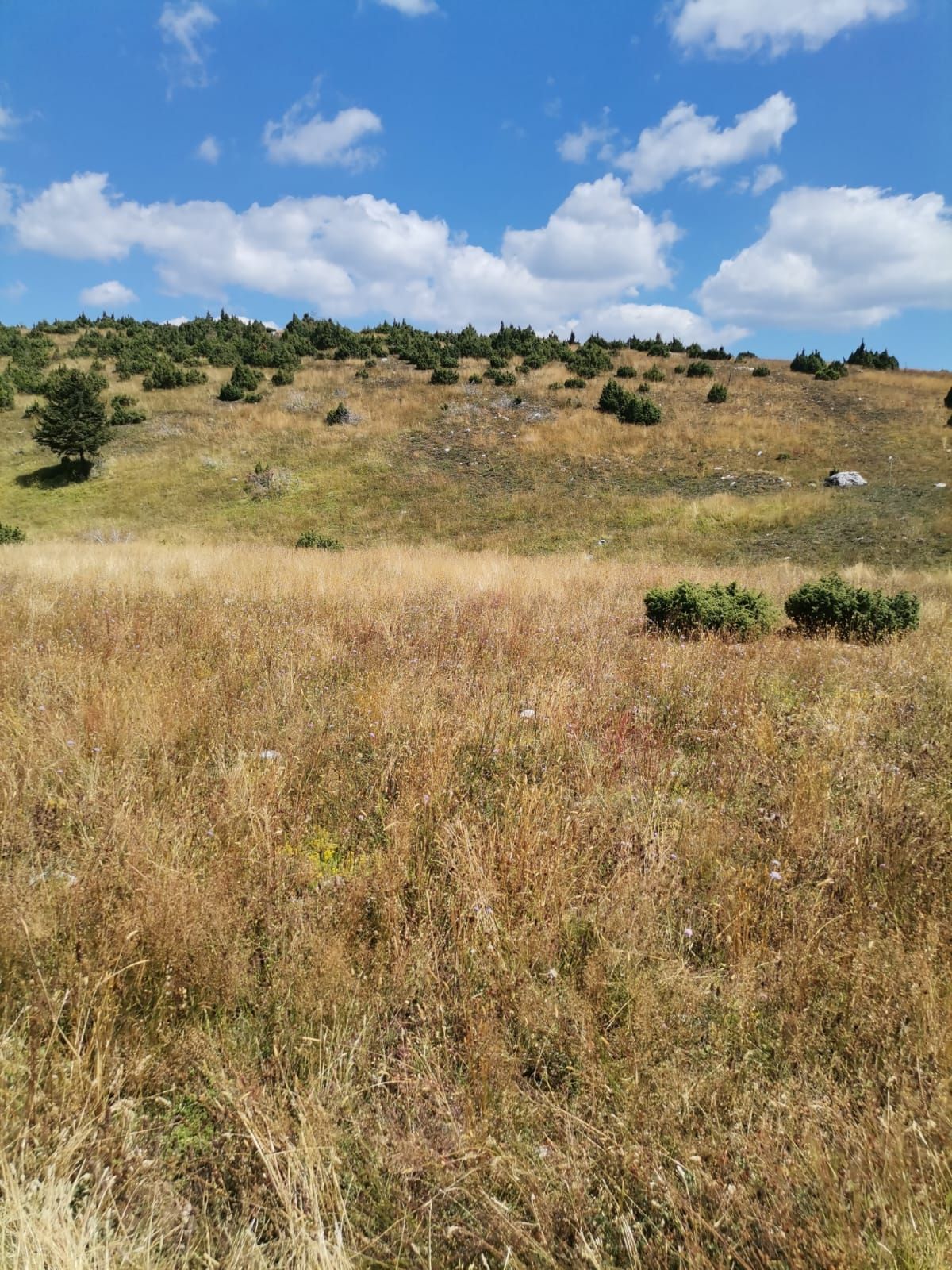 Plac od 36.000 m² kod Žabljaka uz magistralni put — fotografija 7