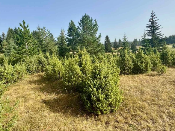 Prodaja zemljišta 751 m² – Borje, Žabljak