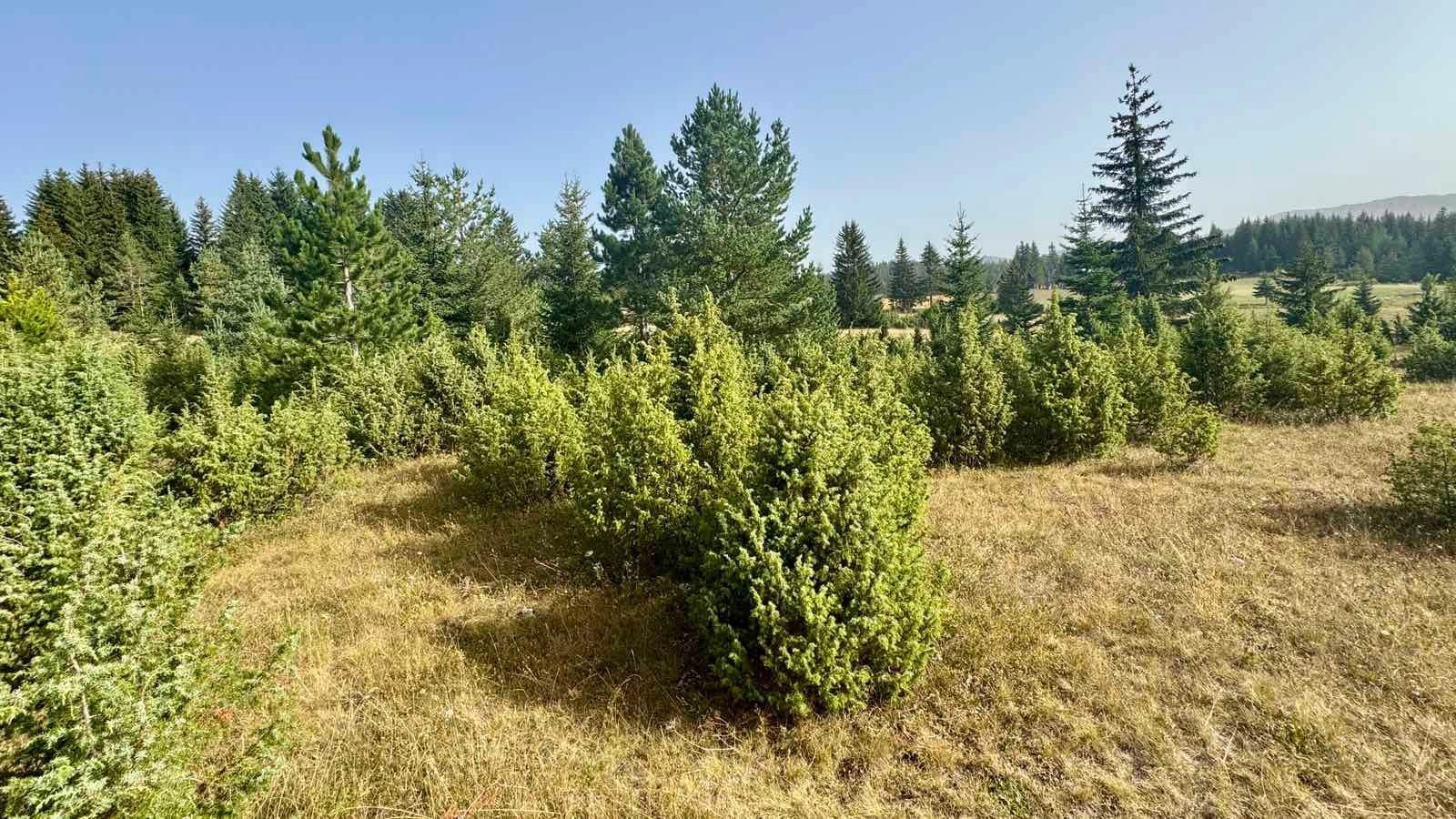 Prodaja zemljišta 751 m² – Borje, Žabljak