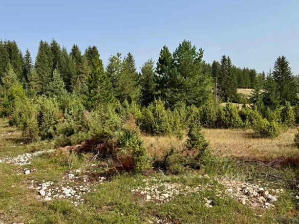 Prodaja zemljišta 751 m² – Borje, Žabljak