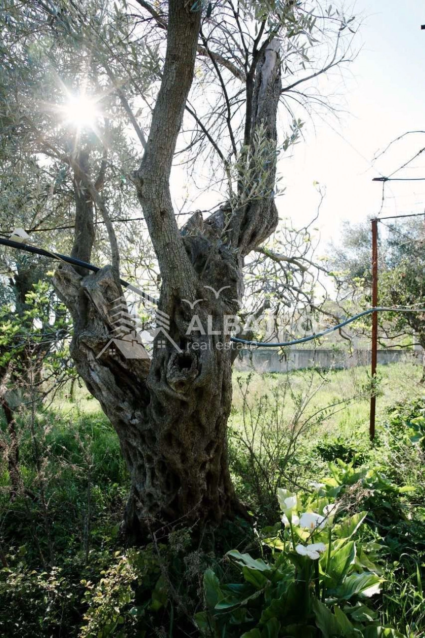 Plac-sa-starom-kucom-i-maslinama-Susanj-Bar-5 Plac 941 m² – Šušanj, Bar — fotografija 6