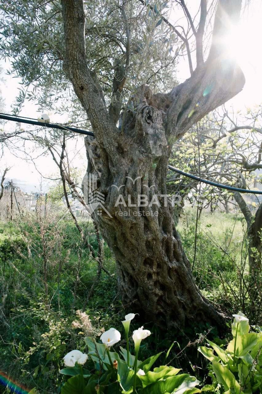 Plac-sa-starom-kucom-i-maslinama-Susanj-Bar-8 Plac 941 m² – Šušanj, Bar — fotografija 9