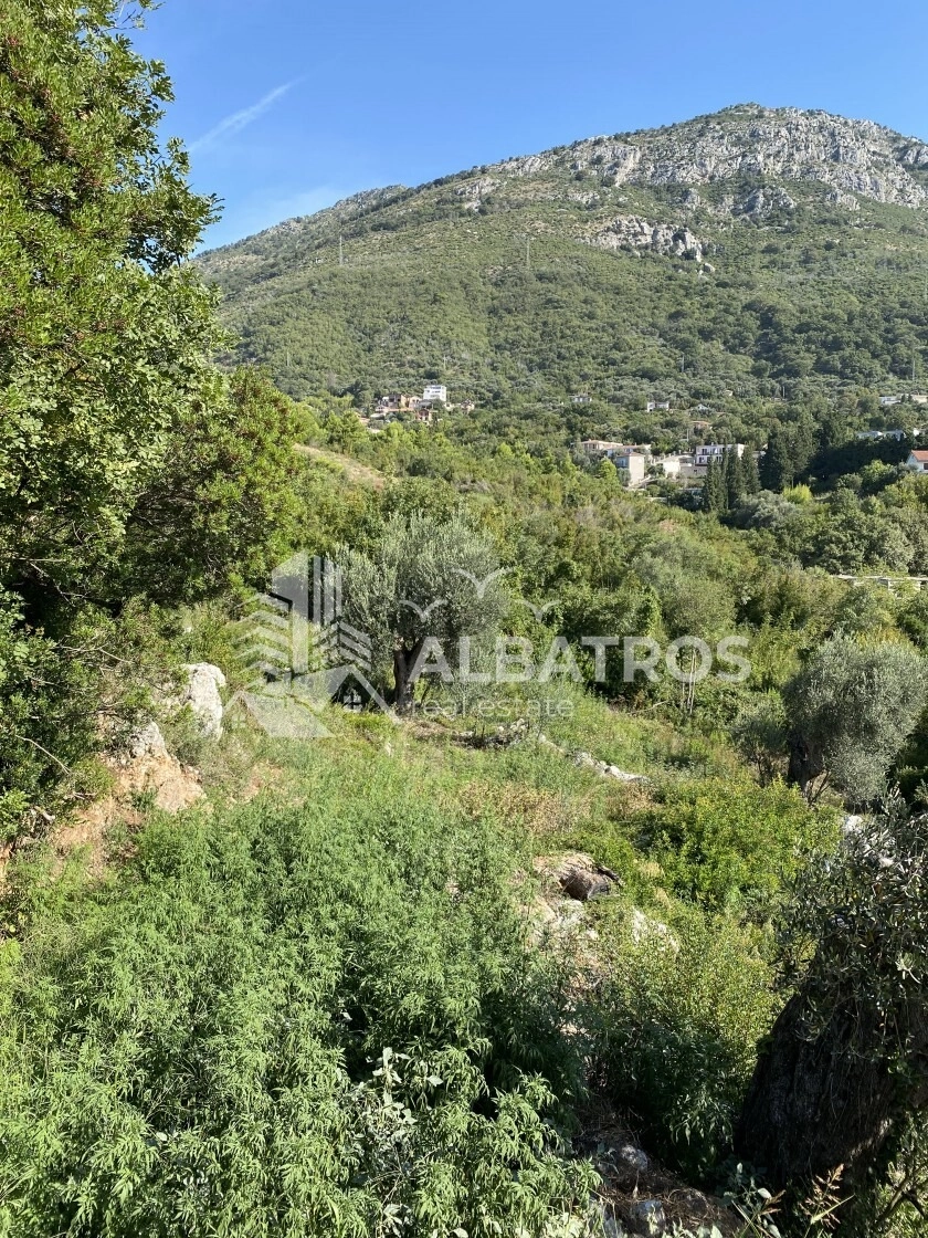 Urbanizovani-plac-sa-maslinikom-u-Susnju-Bar-4 Plac 8.000 m² – Šušanj, Bar — fotografija 5