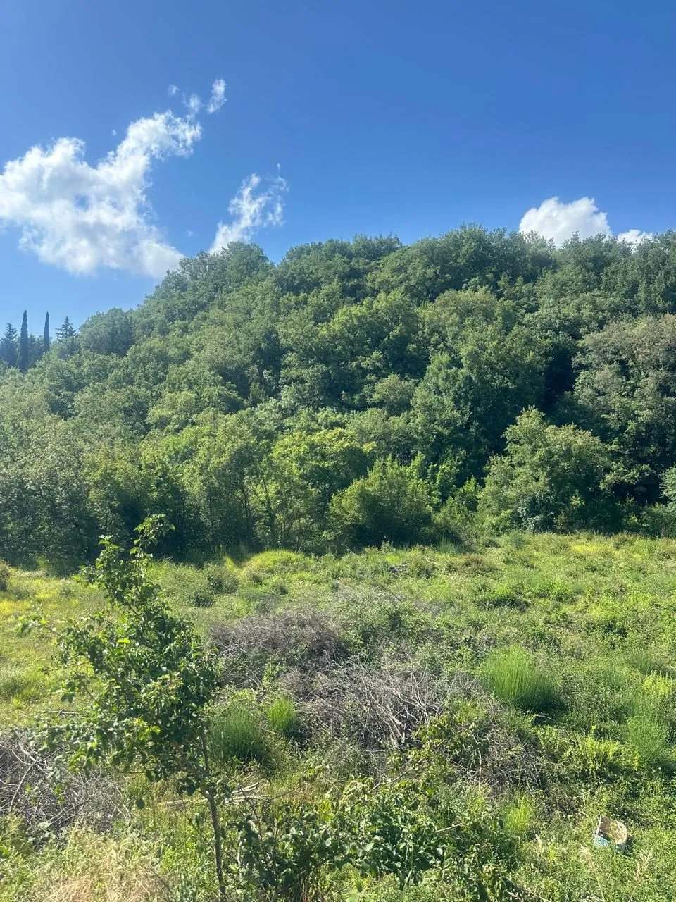 Plac-2.420-m²-u-Radanovicima-Sisici-Kotor-3 Plac 2.420 m² – Radanovići, Kotor — fotografija 4