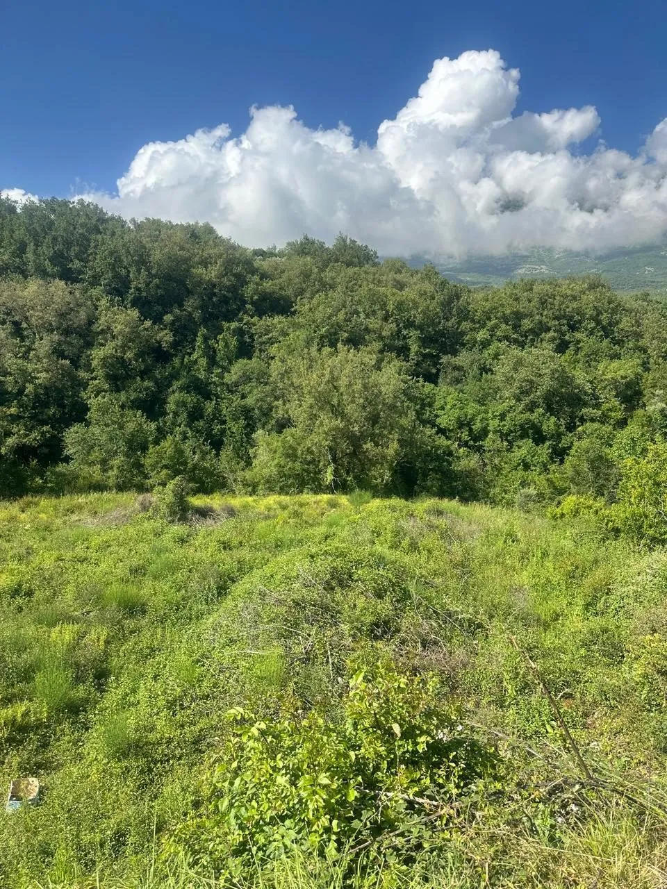 Plac-2.420-m²-u-Radanovicima-Sisici-Kotor-4 Plac 2.420 m² – Radanovići, Kotor — fotografija 5