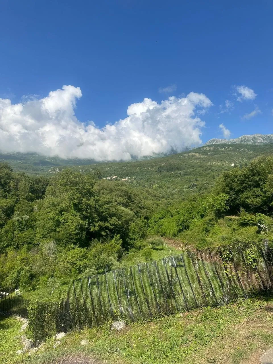 Plac-2.420-m²-u-Radanovicima-Sisici-Kotor-5 Plac 2.420 m² – Radanovići, Kotor — fotografija 6