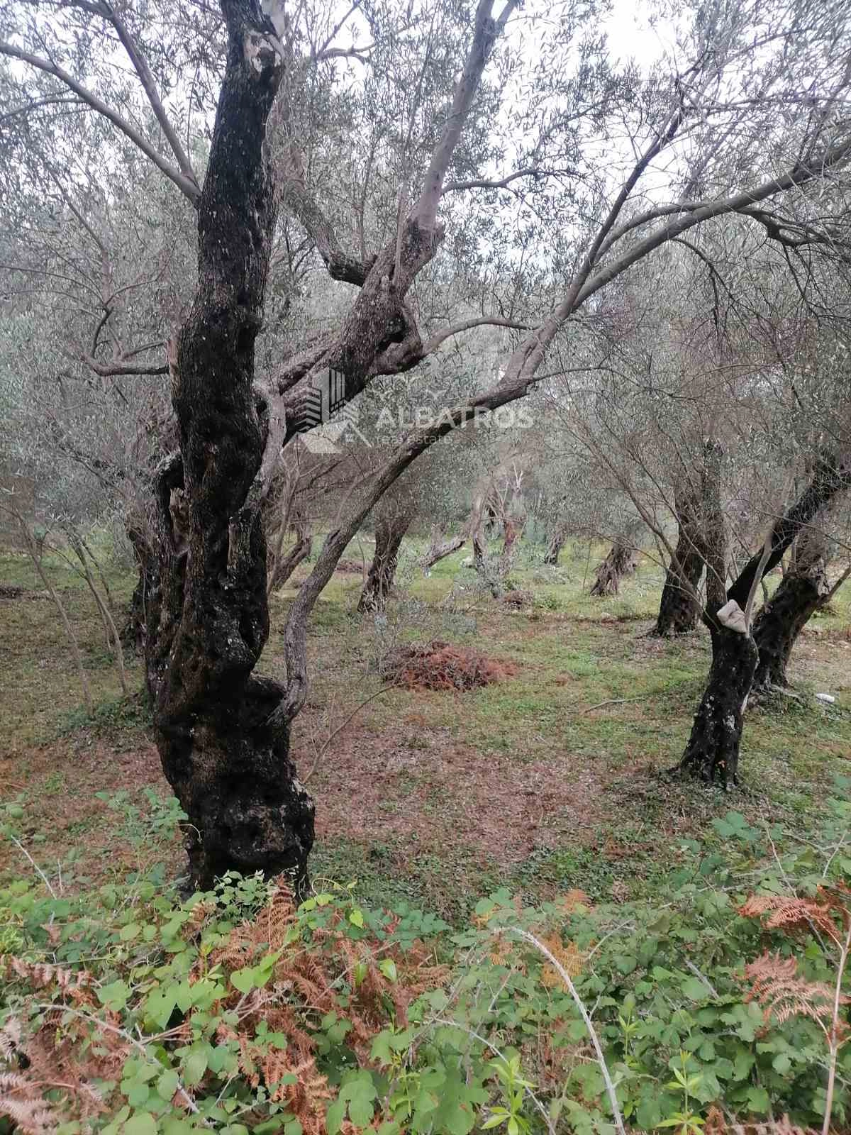Plac 2.250 m² – Ulcinj — fotografija 4