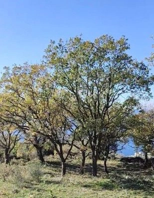 Plac 1.227 m² – Dobra Voda, Bar — fotografija 4