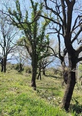 Plac 1.227 m² – Dobra Voda, Bar — fotografija 9