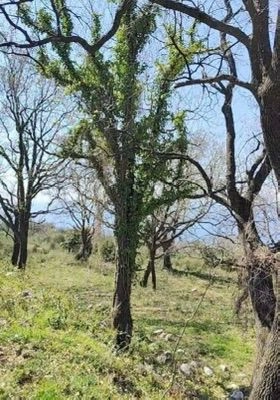 Plac 1.227 m² – Dobra Voda, Bar — fotografija 14