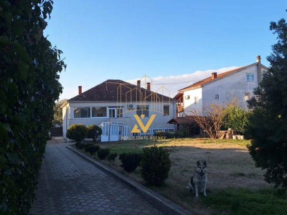 Masline – Podgorica