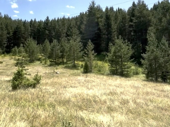 Plac od 1485 m² na Žabljaku