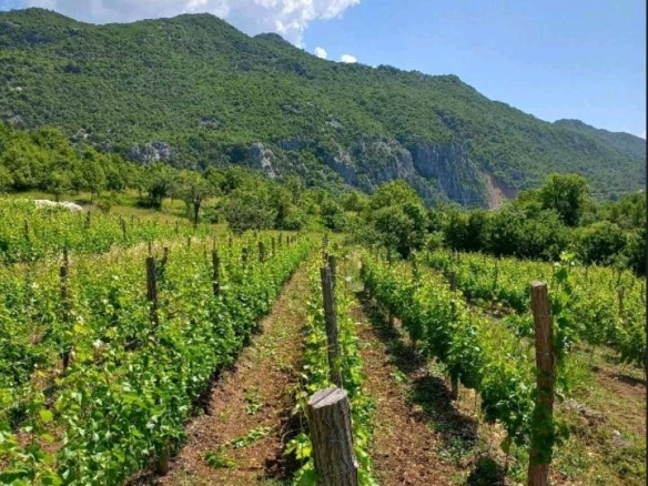 Imanje sa vinogradom