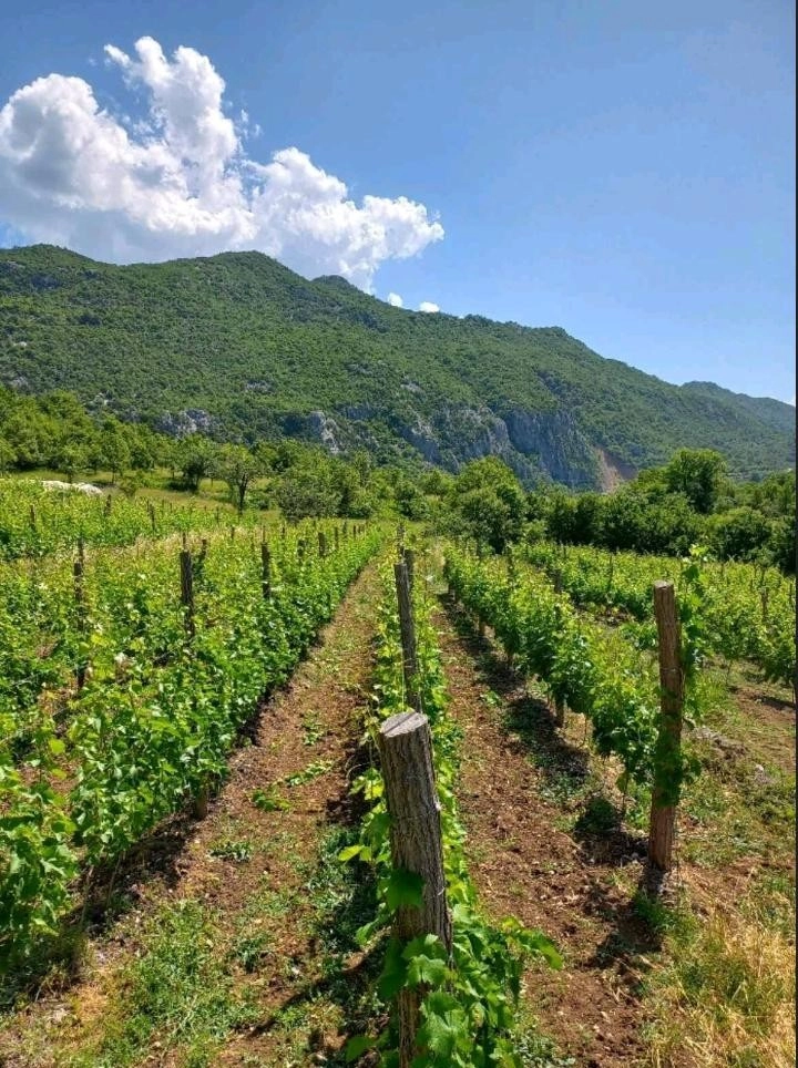 Imanje-sa-vinogradom-Zabjelo-Podgorica Imanje sa vinogradom
