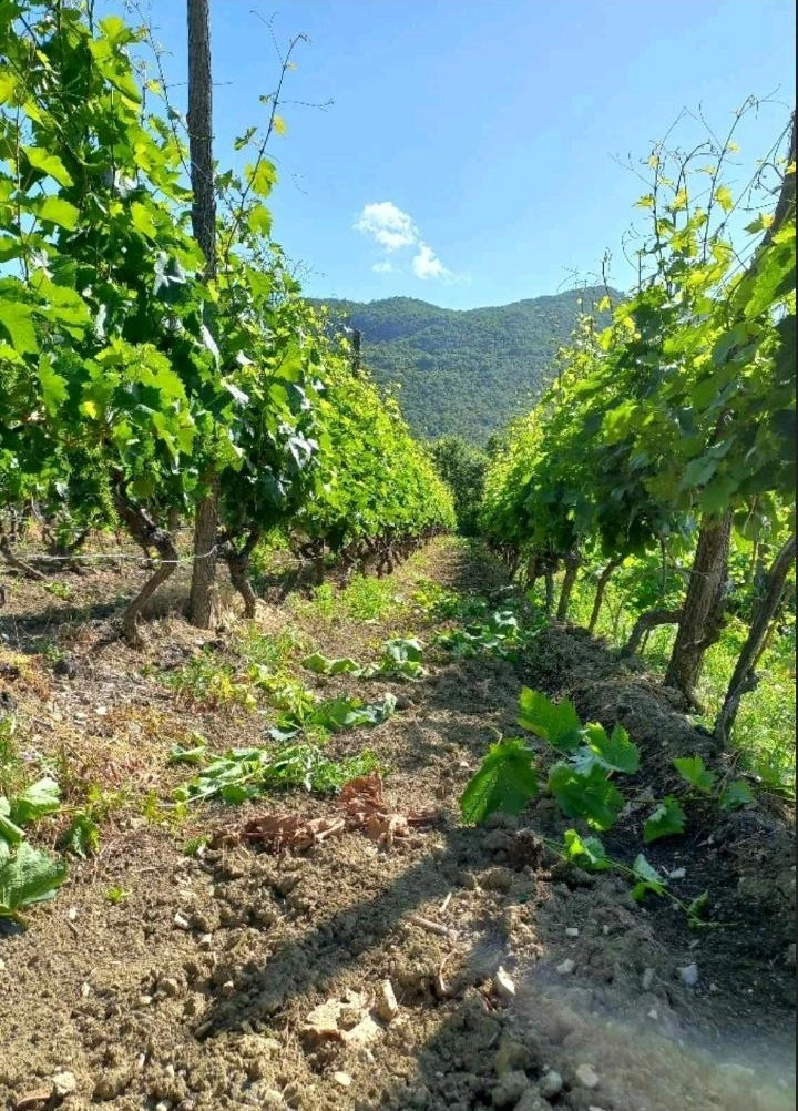 Imanje-sa-vinogradom-Zabjelo-Podgorica-1 Plac 10.429 m² – Zabjelo, Podgorica — fotografija 2