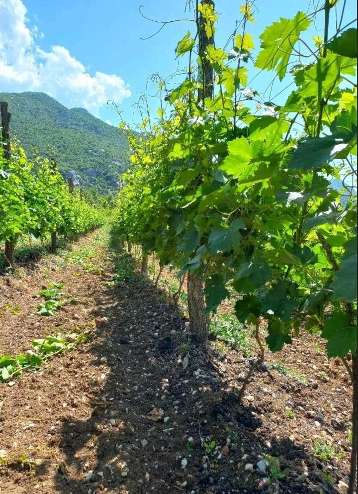 Imanje-sa-vinogradom-Zabjelo-Podgorica-2 Plac 10.429 m² – Zabjelo, Podgorica — fotografija 3