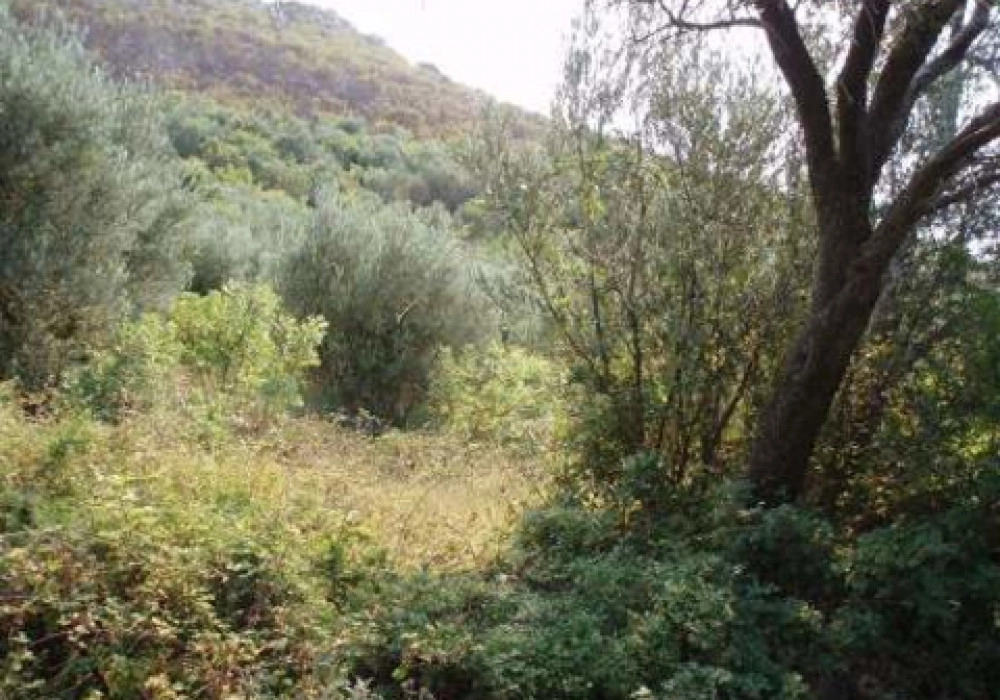 Plac-3561-m²-u-Rezevicima-Budva-2 Plac 3.561 m² – Reževići, Budva — fotografija 3