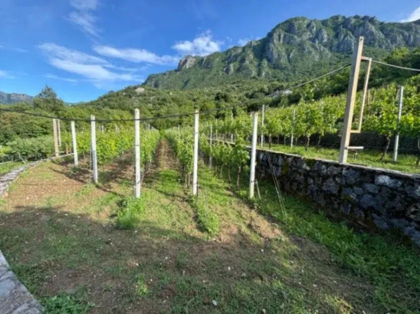 Kuca-sa-vinogradom-u-Virpazaru-Bar-3 Kuća 200 m² – Virpazar, Bar — fotografija 4