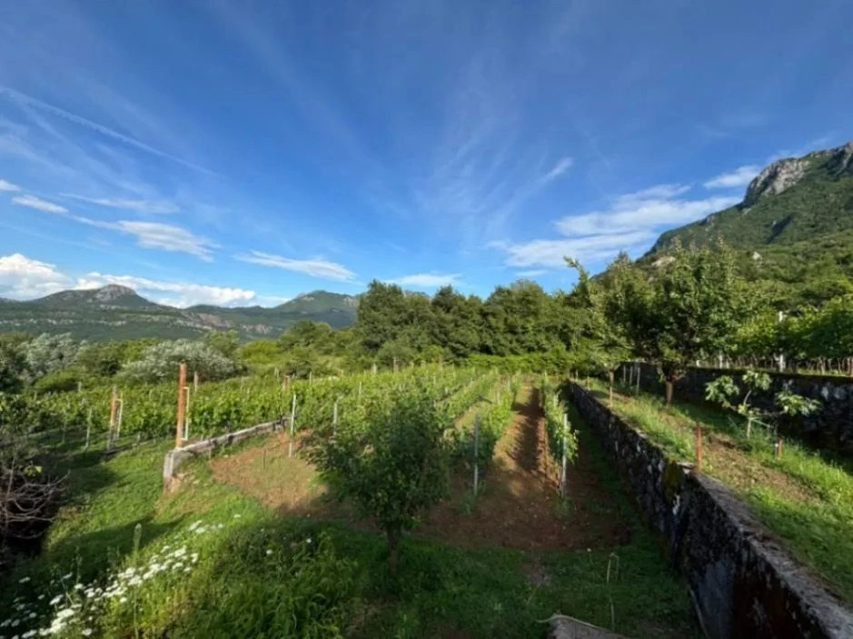 Kuca-sa-vinogradom-u-Virpazaru-Bar-4 Kuća 200 m² – Virpazar, Bar — fotografija 5