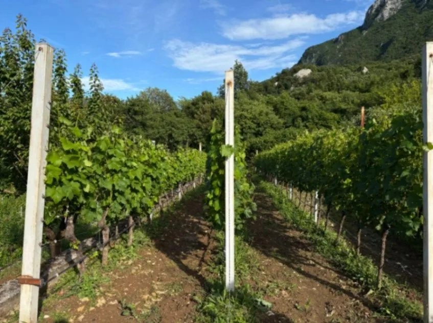 Kuca-sa-vinogradom-u-Virpazaru-Bar-7 Kuća 200 m² – Virpazar, Bar — fotografija 8