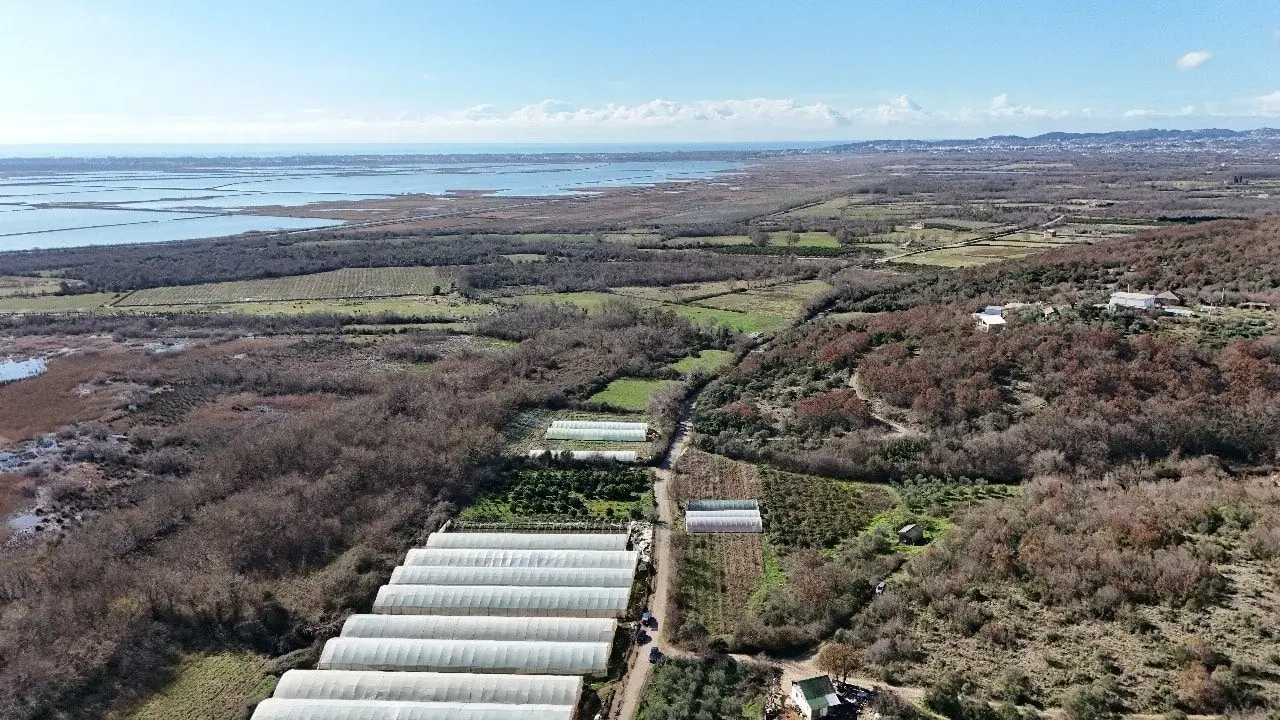 Plac-sa-mandarinama-i-maslinama-u-Darzi-Ulcinj-1 Plac 6.000 m² – Ulcinj — fotografija 2