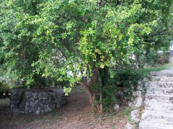Kuća – Dobrota, Kotor — fotografija 11